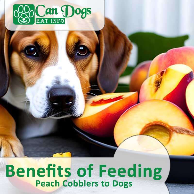 Can Dogs Eat Peach Cobblers? Best Guide (2023)