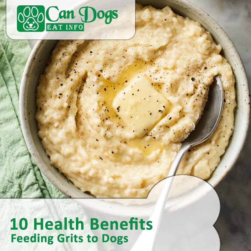 Can Dogs Eat Grits? Best Insight (2024)