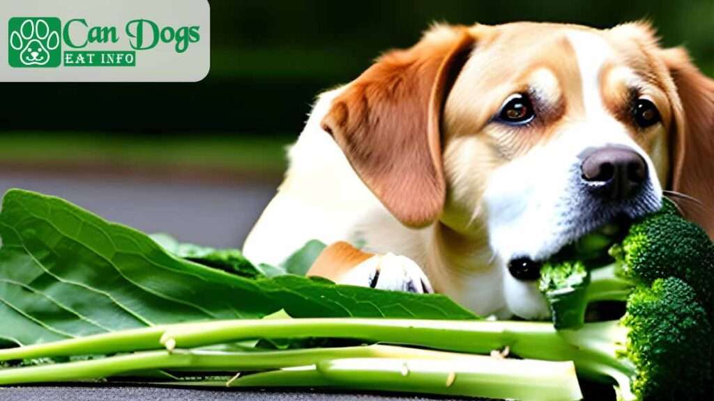 Can Dogs Eat Broccoli Rabe