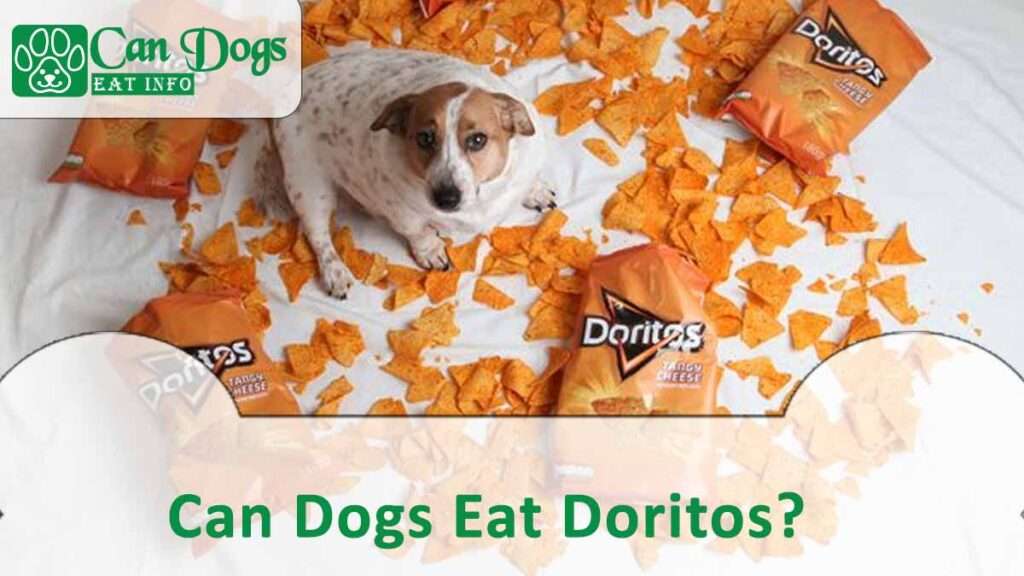 Can Dogs Eat Doritos