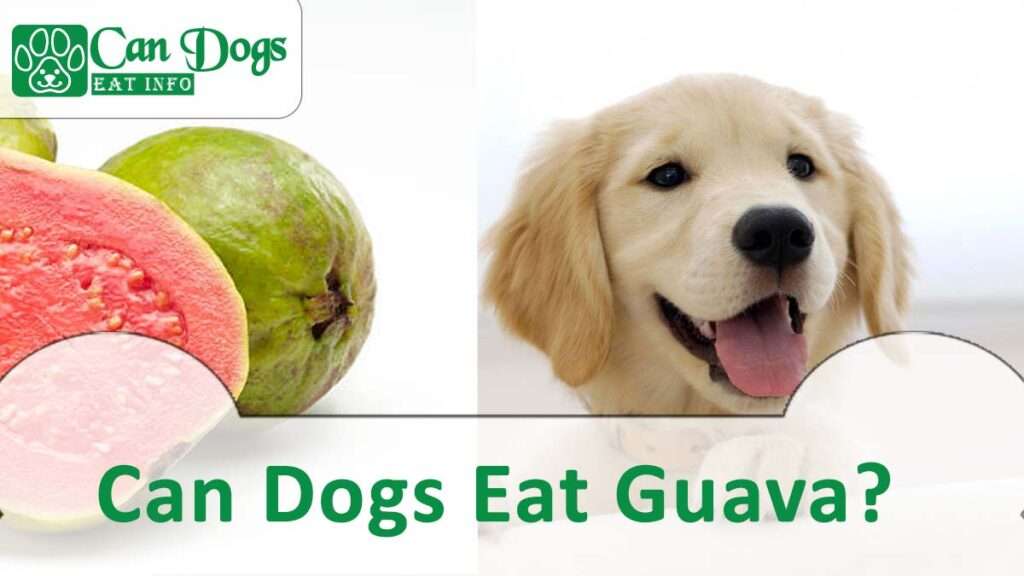 Can Dogs Eat Guava?