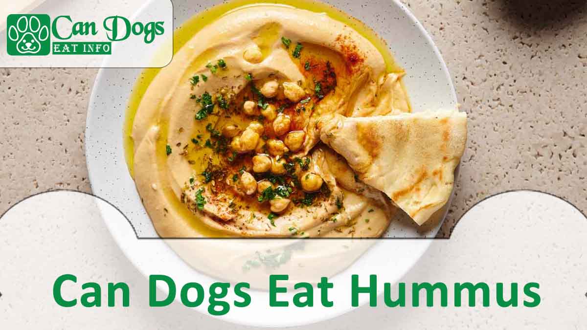 Can Dogs Eat Hummus