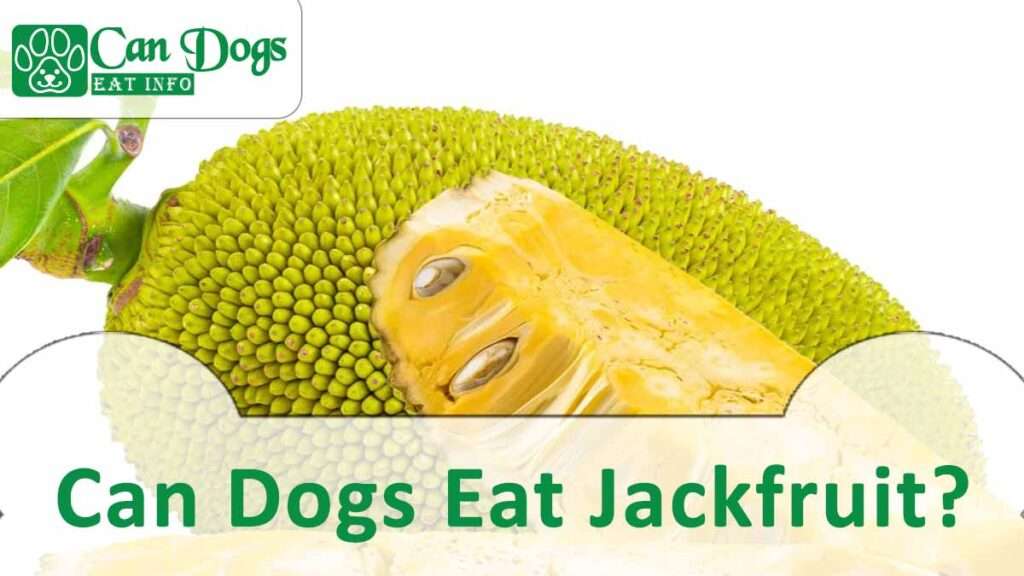 Can Dogs Eat Jackfruit?