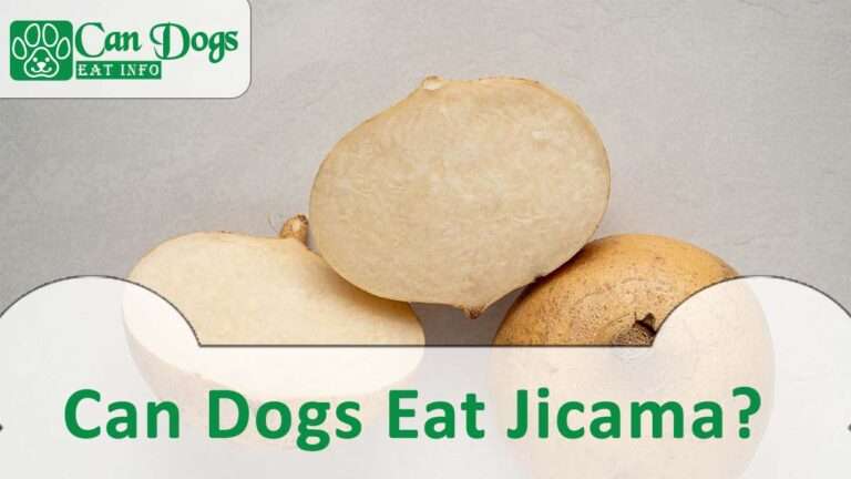 Can Dogs Eat Jicama? Is It Safe for Dogs?