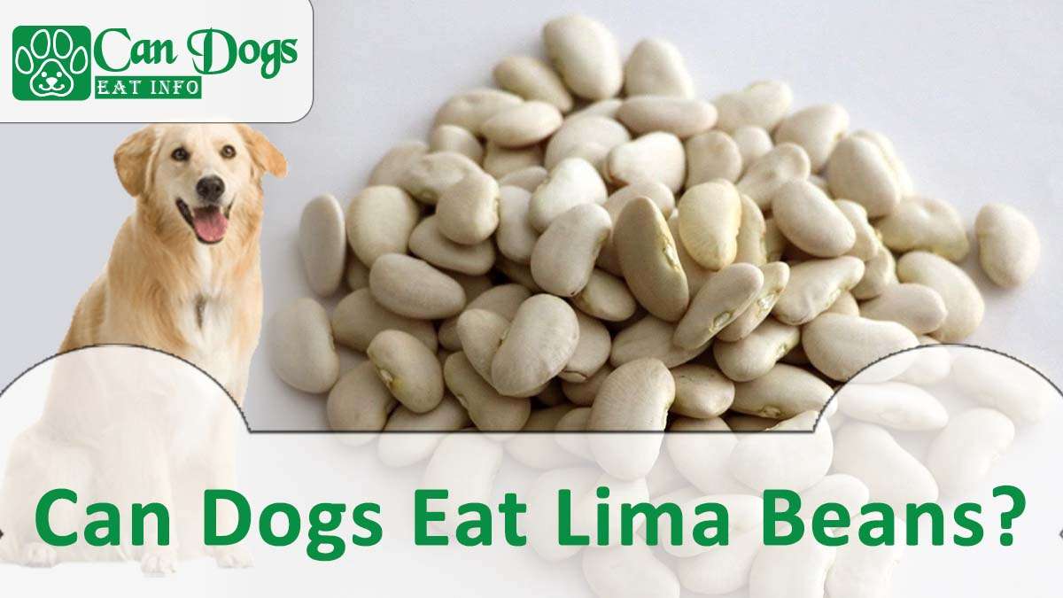 Can Dogs Eat Lima Beans