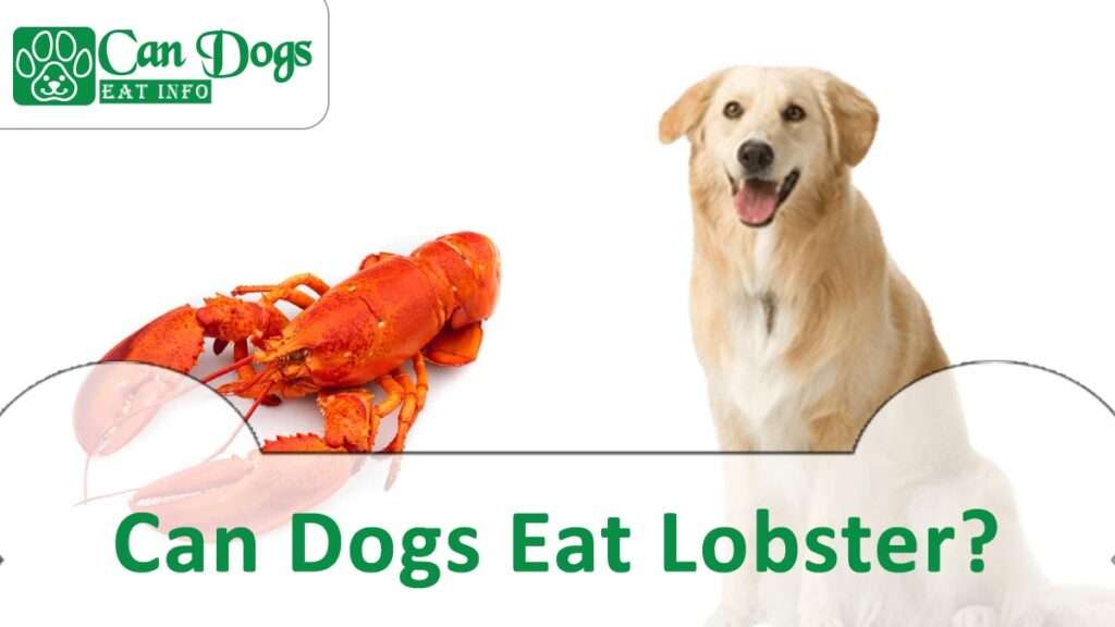 Can Dogs Eat Lobster