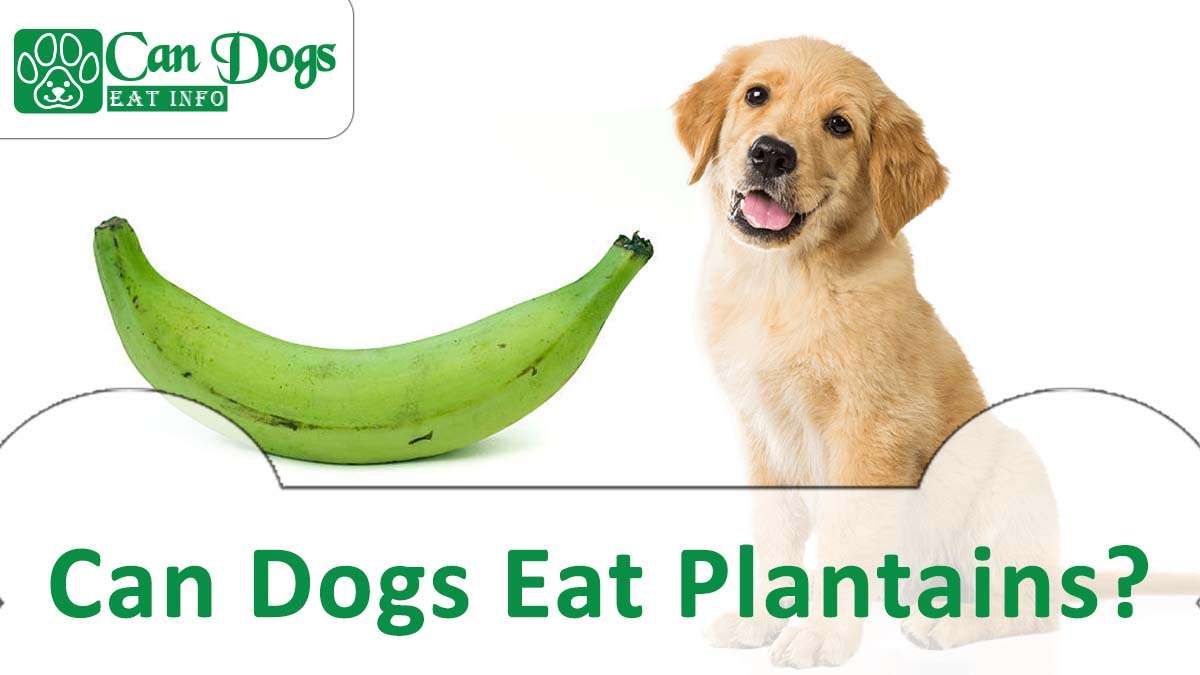 Can Dogs Eat Plantains?