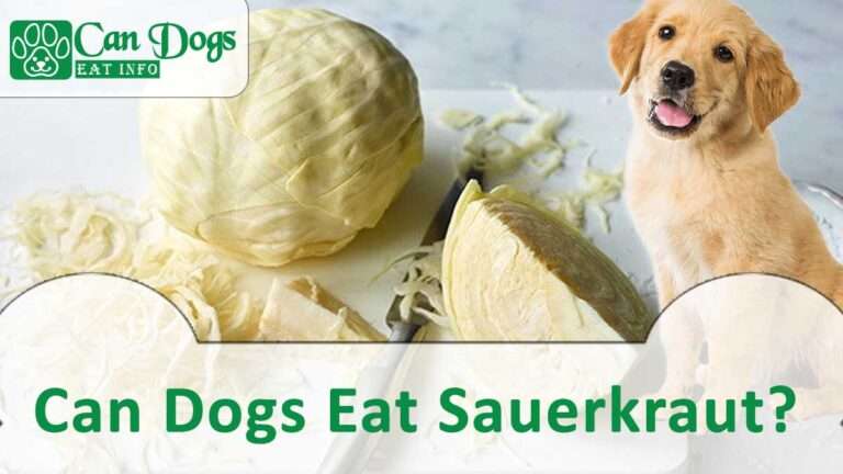 Can Dogs Eat Sauerkraut? Read Before Feeding