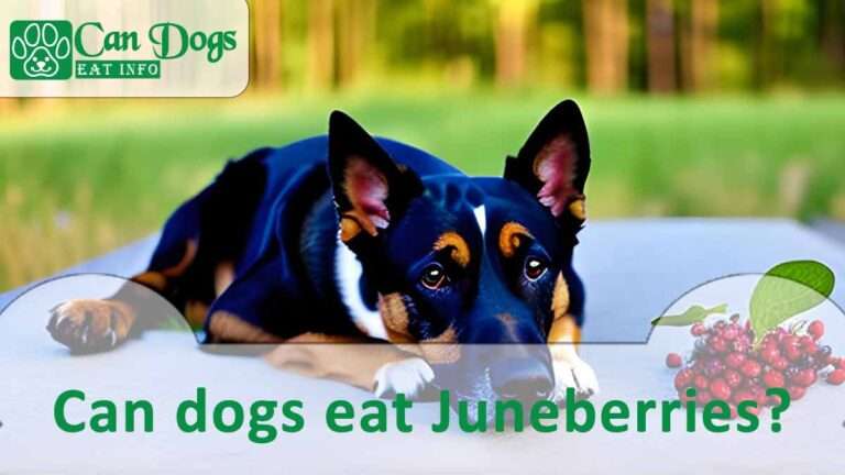 Can Dogs Eat Juneberries? Benefits & Risks (2024)