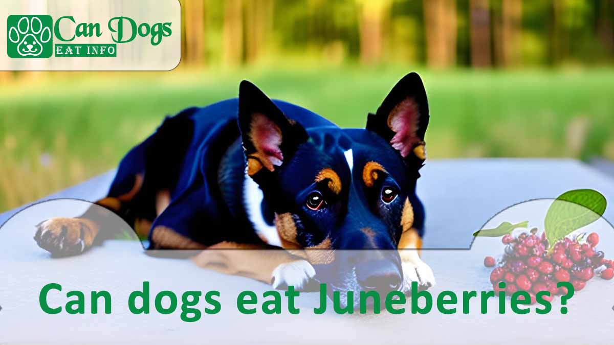 Can dogs eat Juneberries