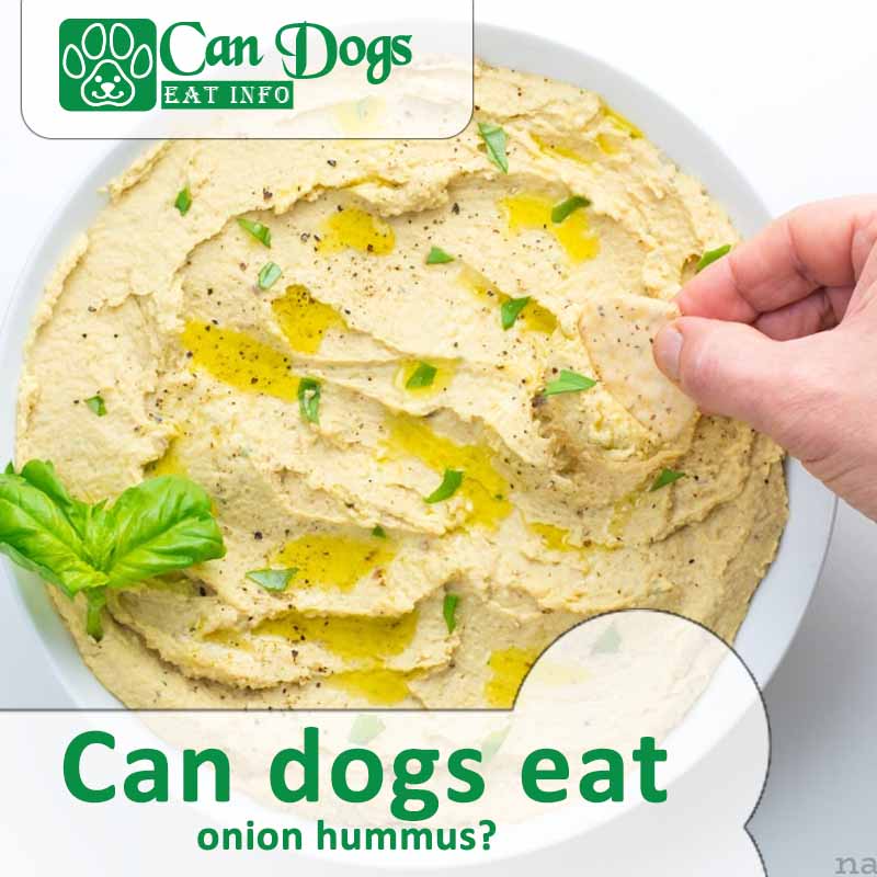 Can Dogs Eat Hummus? Unpacking the Risks and Benefits (2024)