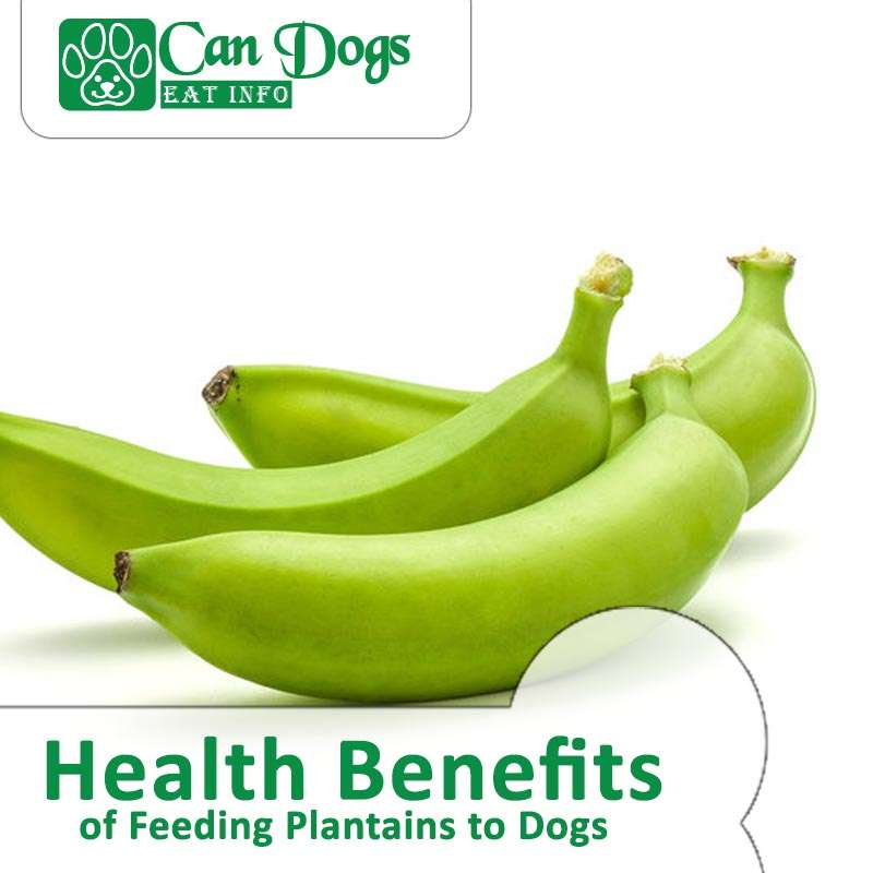 Can Dogs Eat Plantains? Is it Safe for Dogs? (2024)