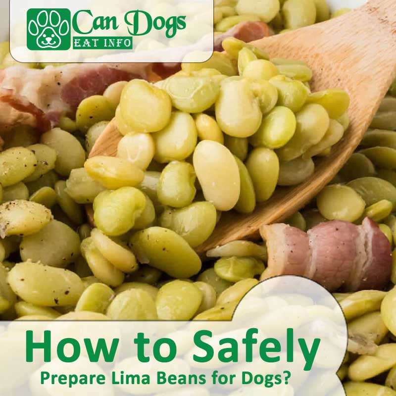 Can Dogs Eat Lima Beans? Find Out Here