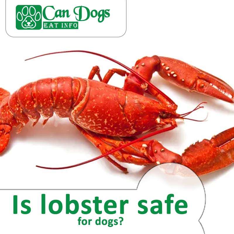 Can Dogs Eat Lobster? Find Out Now!