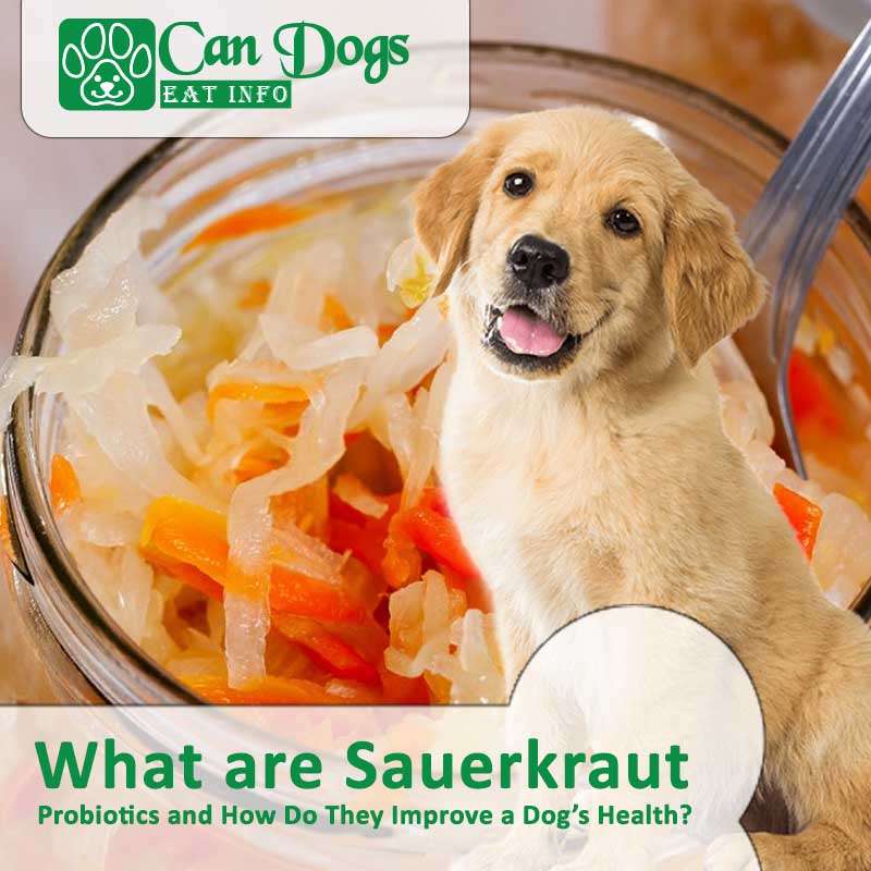 Can Dogs Eat Sauerkraut A Tasty and Healthy Treat