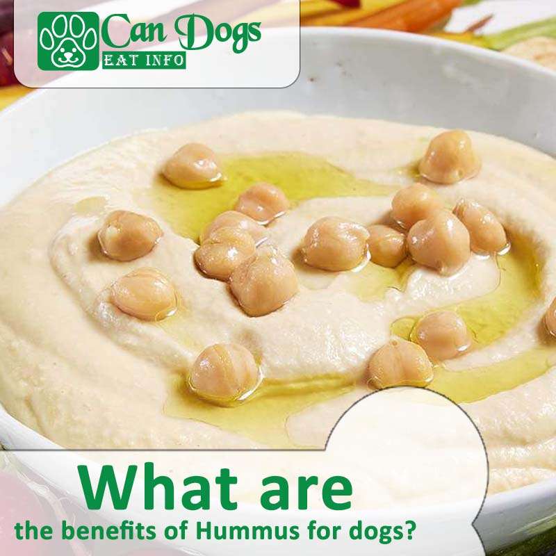 Image showcasing Can Dogs Eat Hummus? Unpacking the Risks and Benefits (2024)
