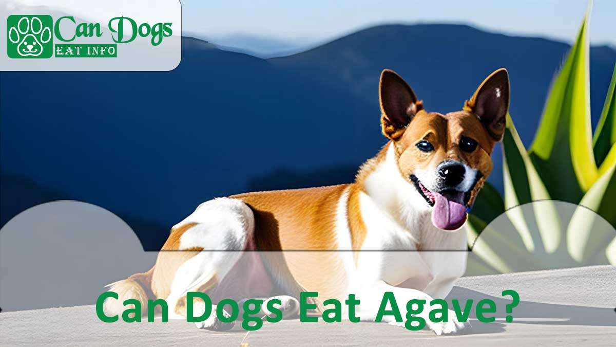 Can Dogs Eat Agave?