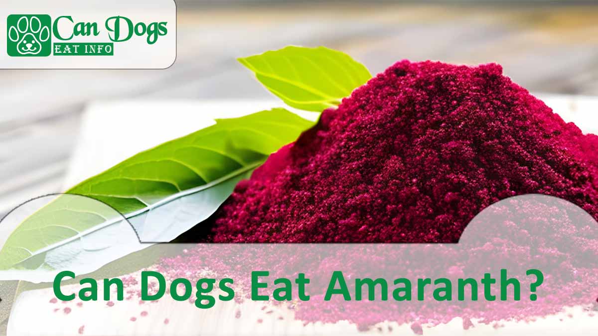 Can Dogs Eat Amaranth?