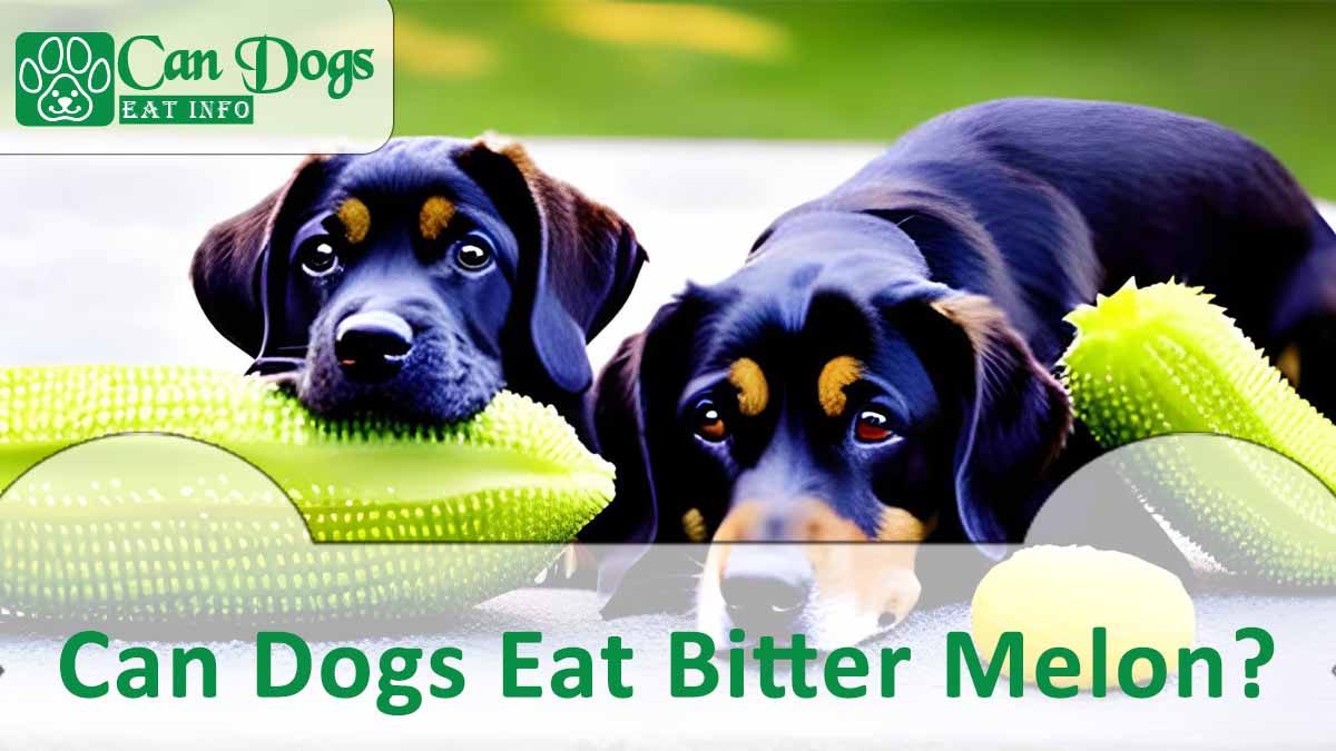 Can Dogs Eat Bitter Melon?