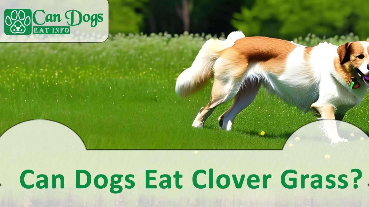 Can Dogs Eat Clover Grass?
