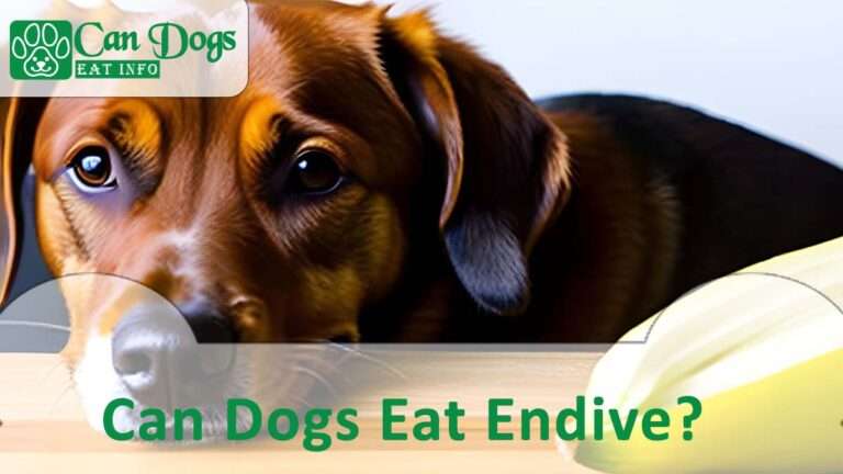 Can Dogs Eat Endive? Explore the Benefits for Pup (2024)
