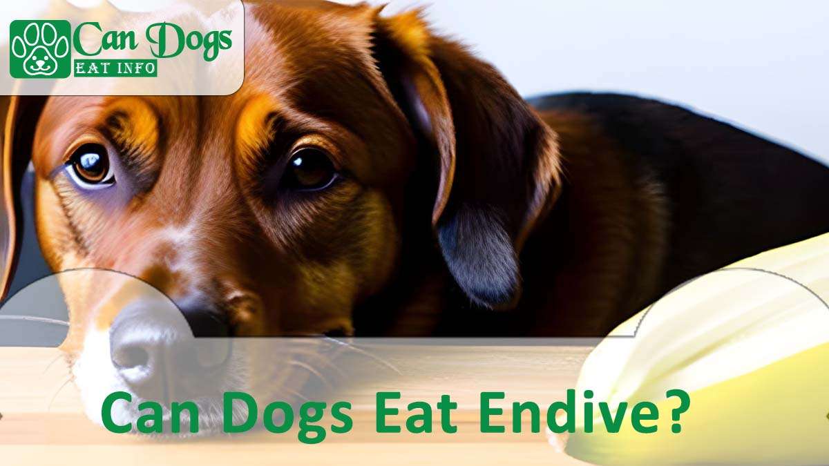 Can Dogs Eat Endive