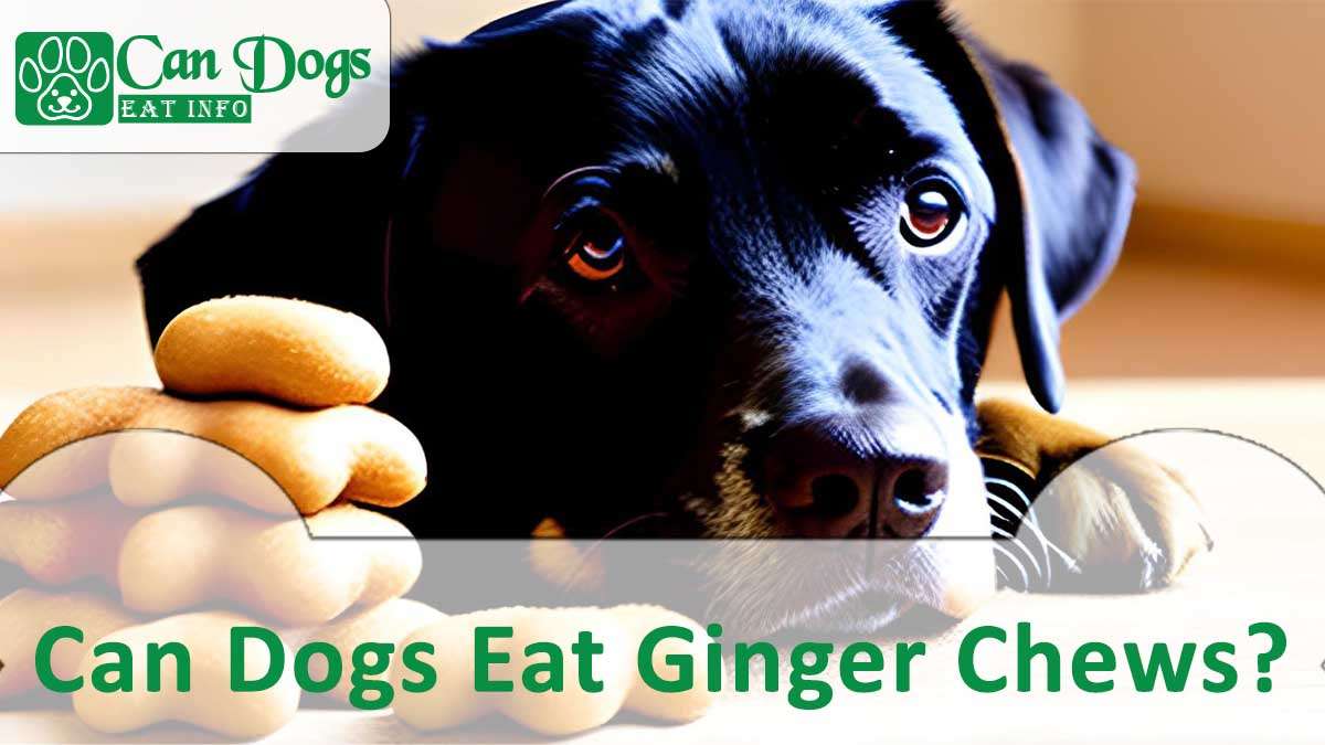 Can Dogs Eat Ginger Chews?
