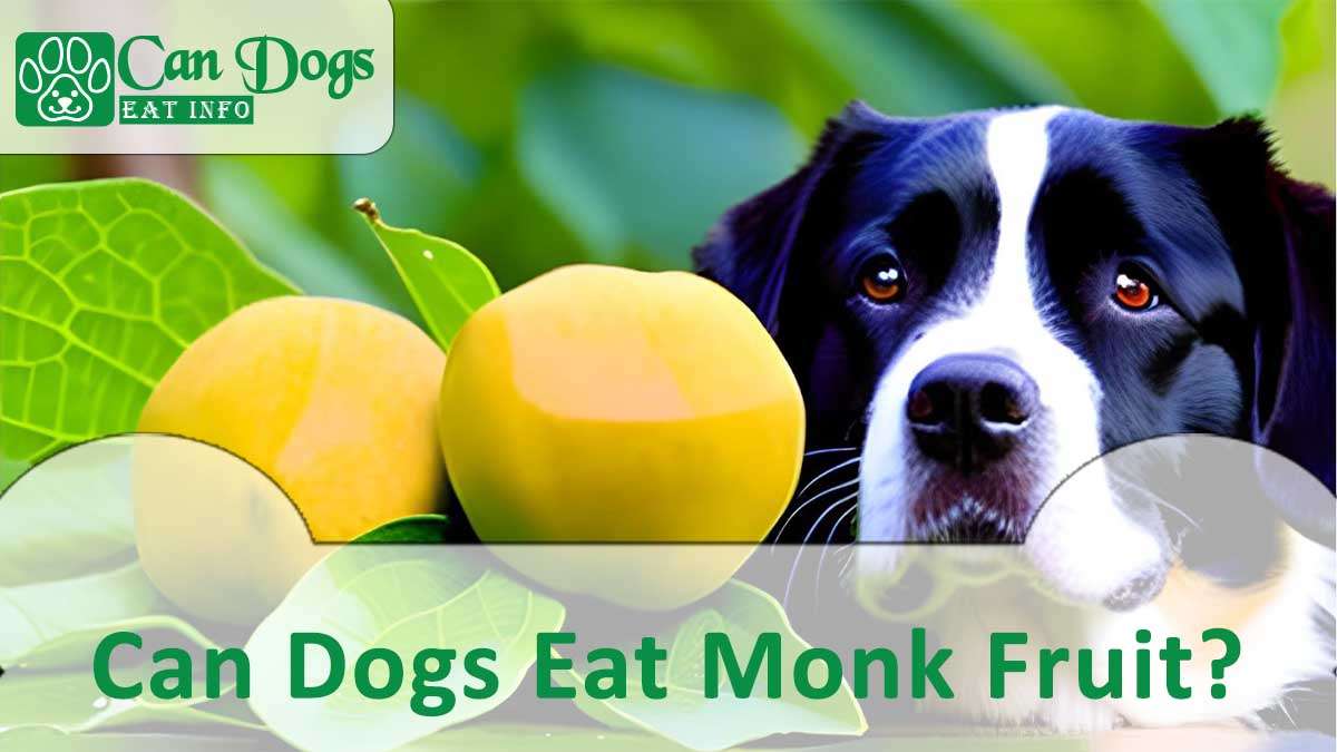 Can Dogs Eat Monk Fruit?