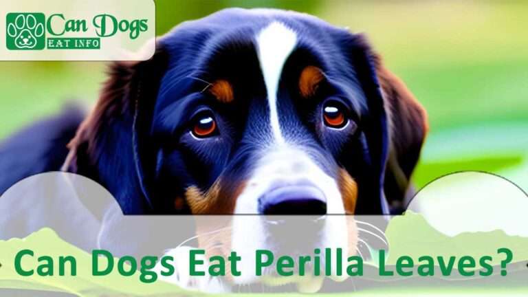 Can Dogs Eat Perilla Leaves? Is It Safe? (2024)