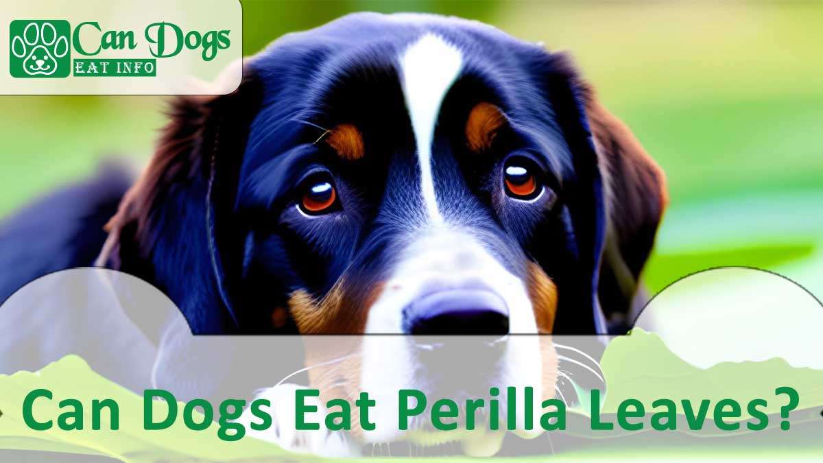 Can Dogs Eat Perilla Leaves?