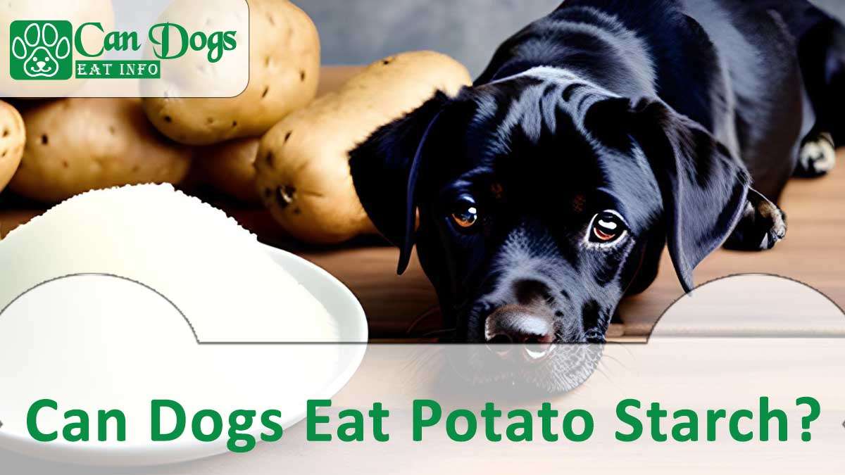Can Dogs Eat Potato Starch?