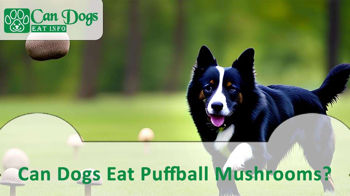 Can Dogs Eat Puffball Mushrooms?