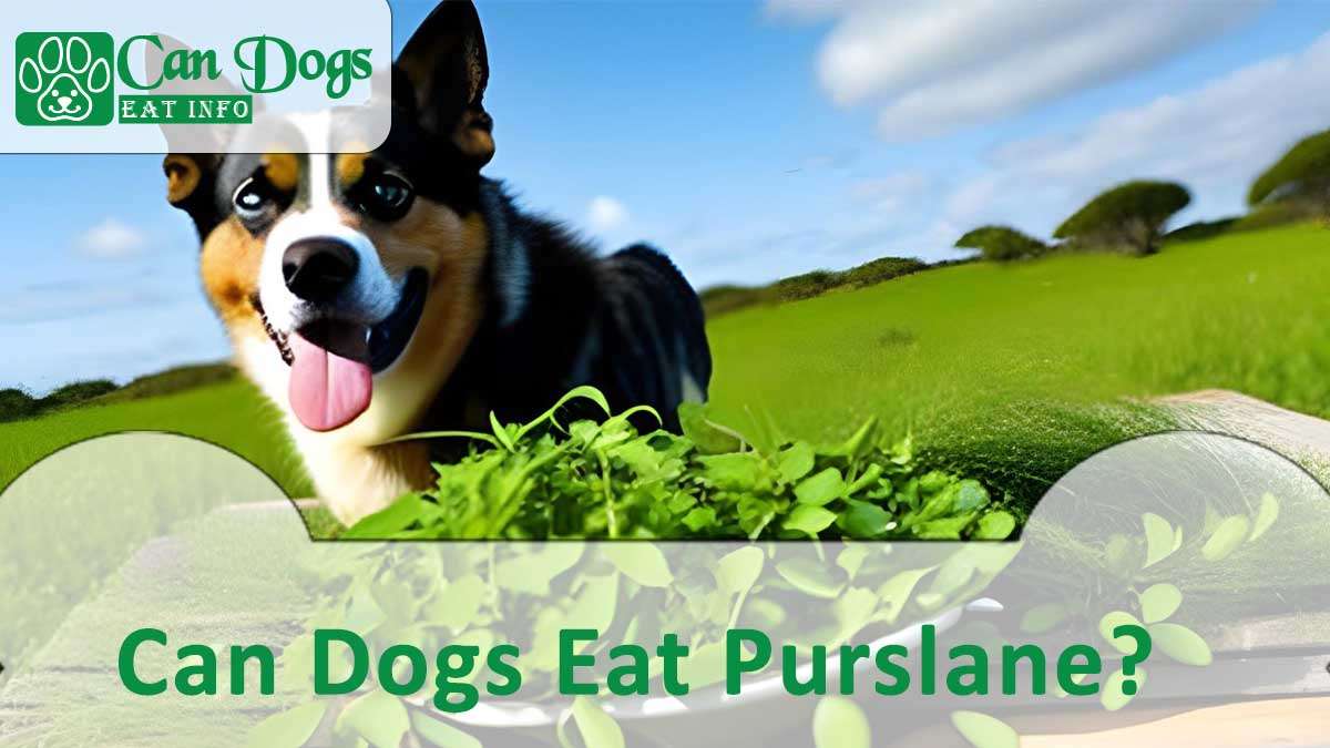 Can Dogs Eat Purslane?