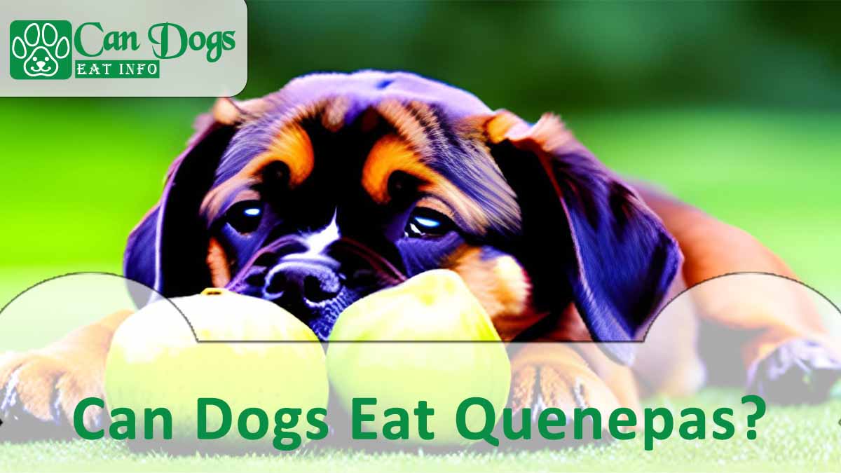 Can Dogs Eat Quenepas?