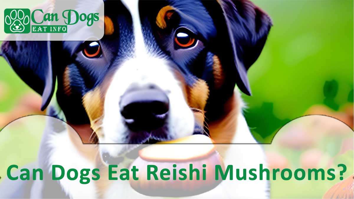 Can Dogs Eat Reishi Mushrooms?