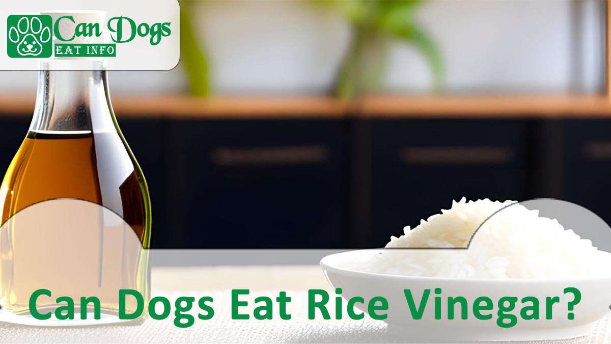 Can Dogs Eat Rice Vinegar?