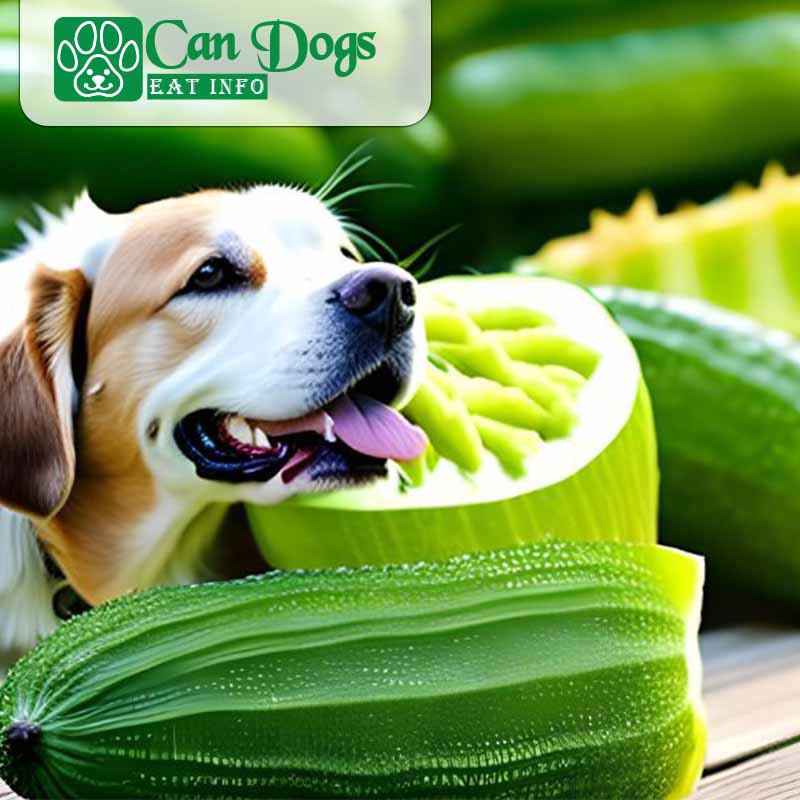 Health Benefits of Bitter Melon for Your Dog