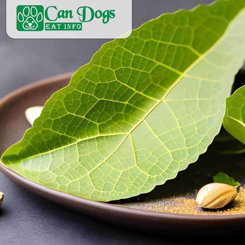 Can Dogs Eat Perilla Leaves? Benefits and Risks