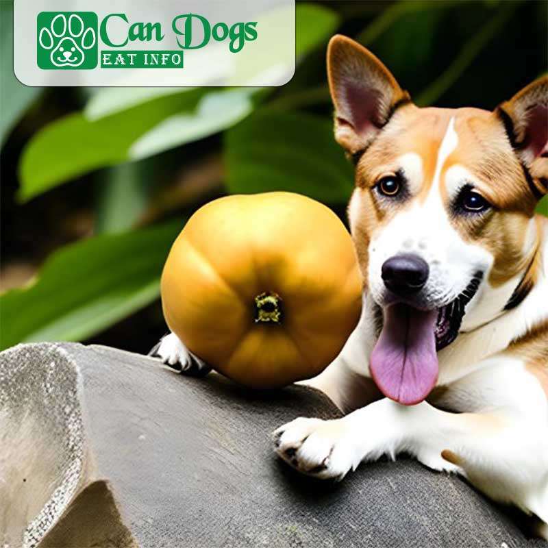 Can Dogs Eat Monk Fruit? Monk Fruit Magic (2023)
