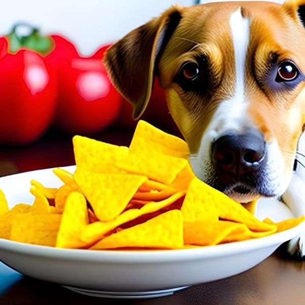 What to do if Dogs Eat Chili Cheese Fritos?