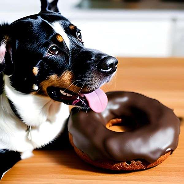How can Chocolate Affect a Dog?