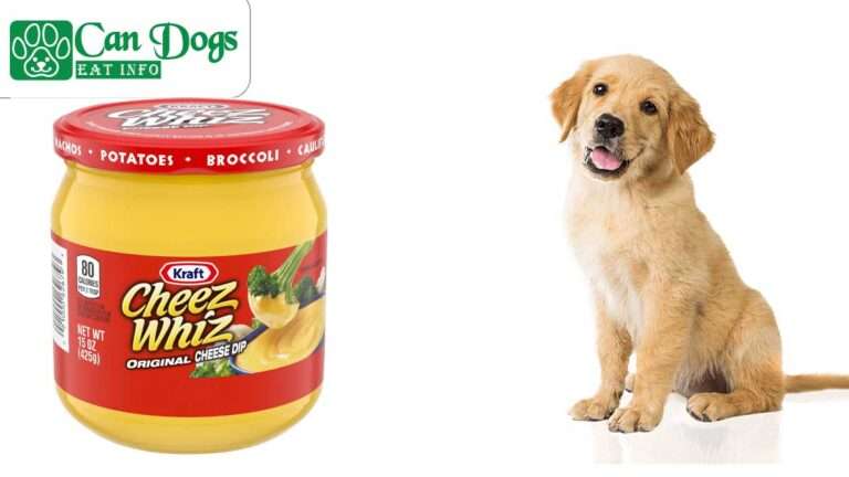 Can Dogs Eat Cheese Whiz? Why Should You Avoid? (2024)