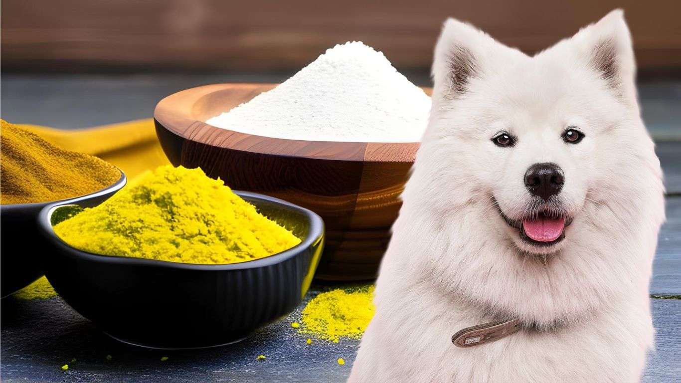 Can Dogs Eat Asafoetida?