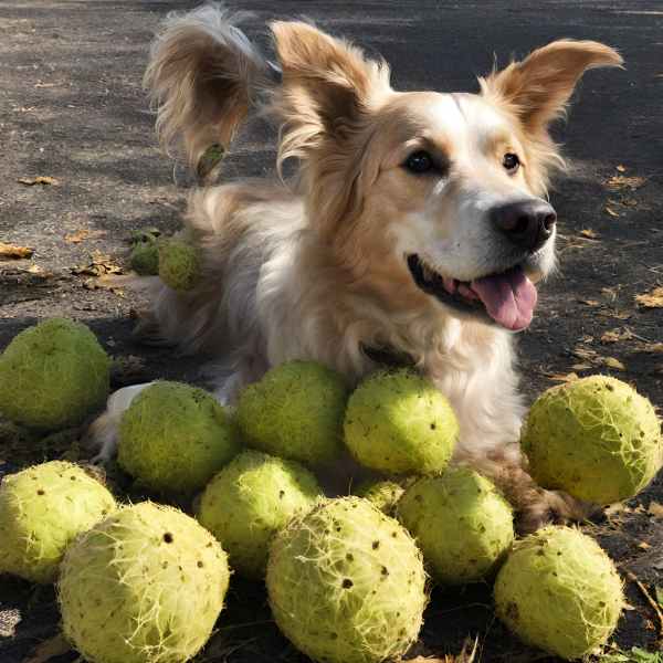 Introducing Hedge Apples to Your Dog