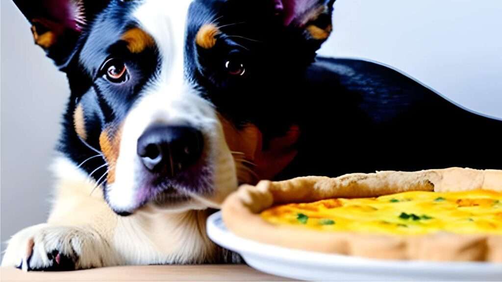 Can Dogs Eat Quiche