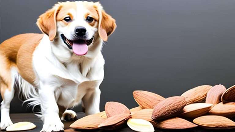 Can Dogs Eat Almond Extract? Is It Safe? (2024)