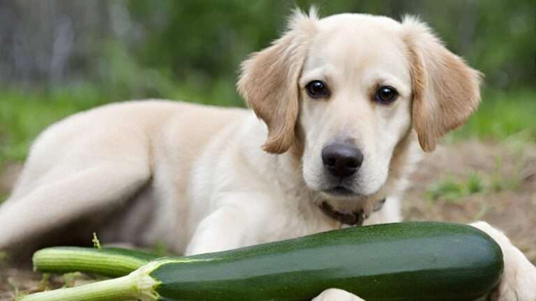 Can Dogs Eat Zucchini with Skin? Is It Safe for Dogs? (2024)