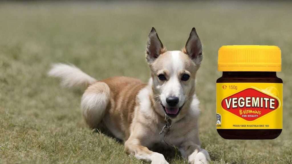Can Dogs Eat Vegemite?