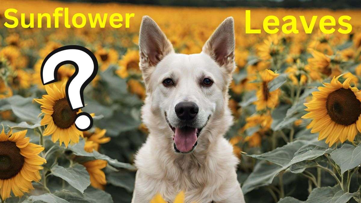 Can Dogs Eat Sunflower Leaves
