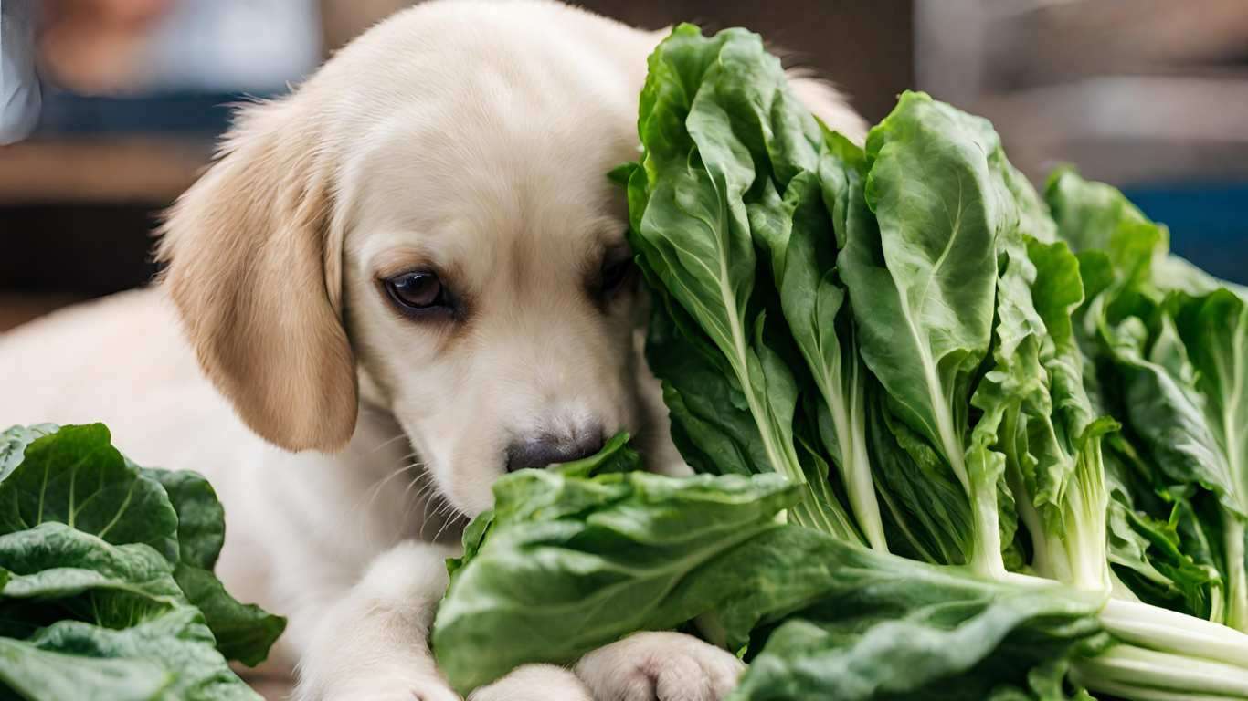 Can Dogs Eat Yu Choy